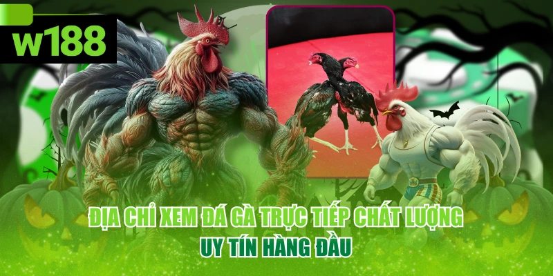 Địa Chỉ Xem Đá Gà Trực Tiếp Chất Lượng, Uy Tín Hàng Đầu 1 Địa Chỉ Xem Đá Gà Trực Tiếp Chất Lượng, Uy Tín Hàng Đầu